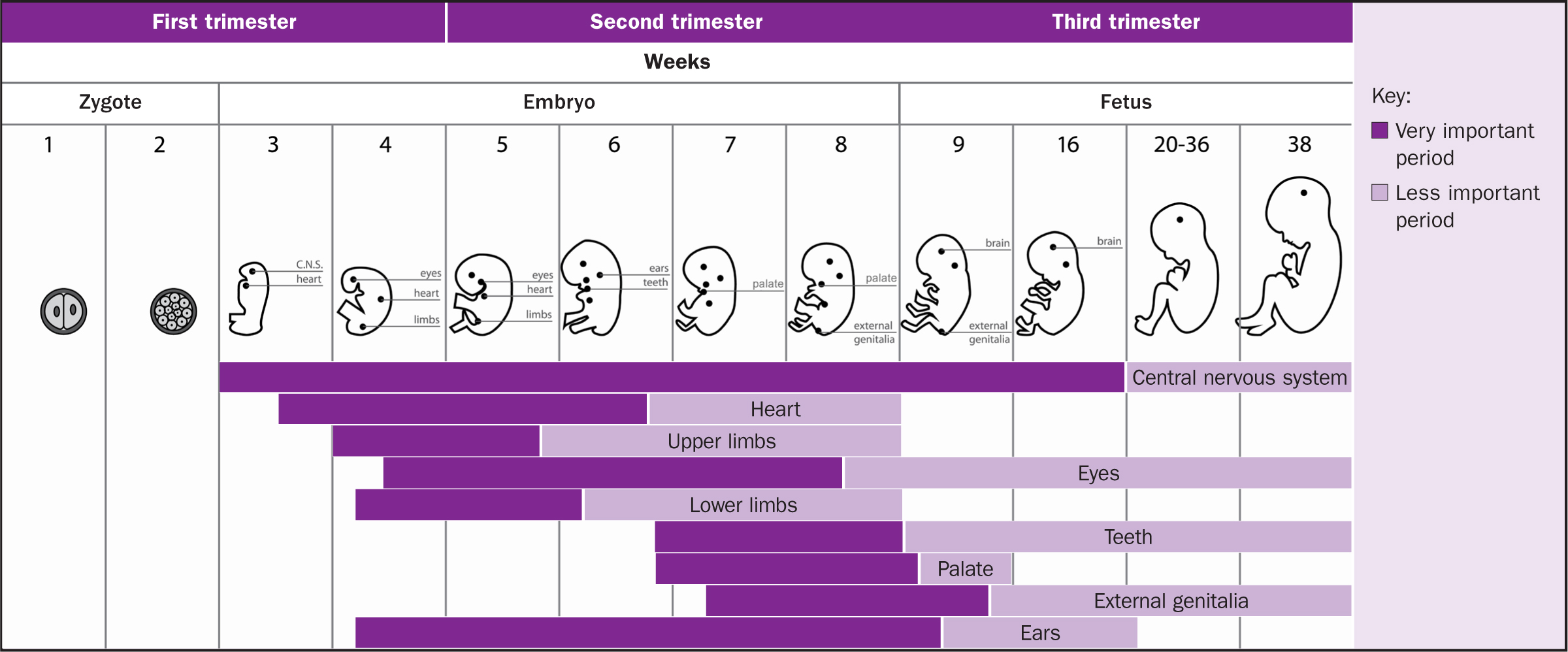 Fetal Alcohol Syndrome Statistics fetal-alcohol-syndrome-statistics