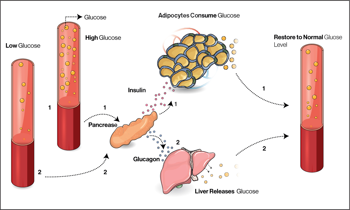 endocrine case study for nursing