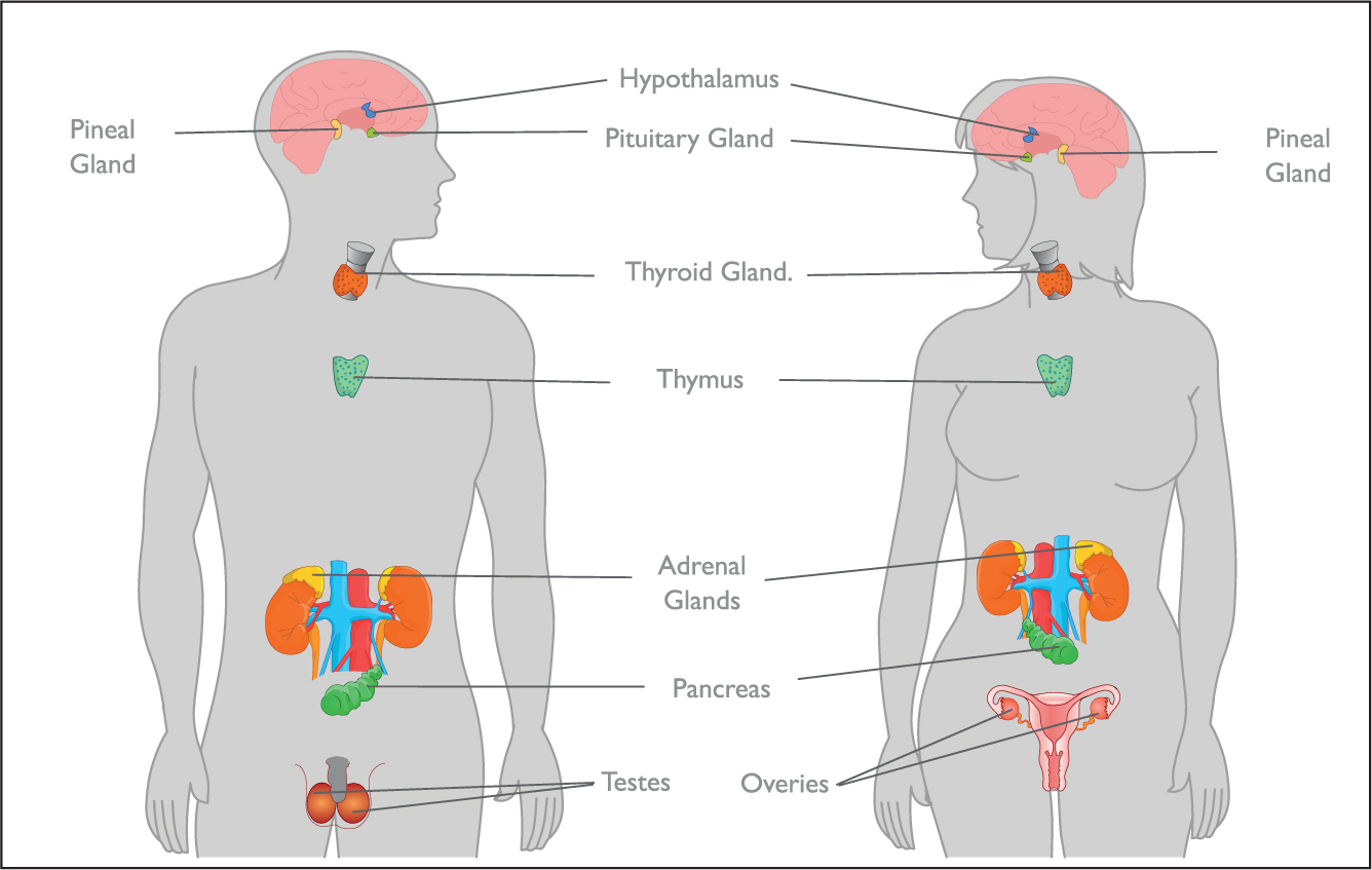 endocrine case study for nursing