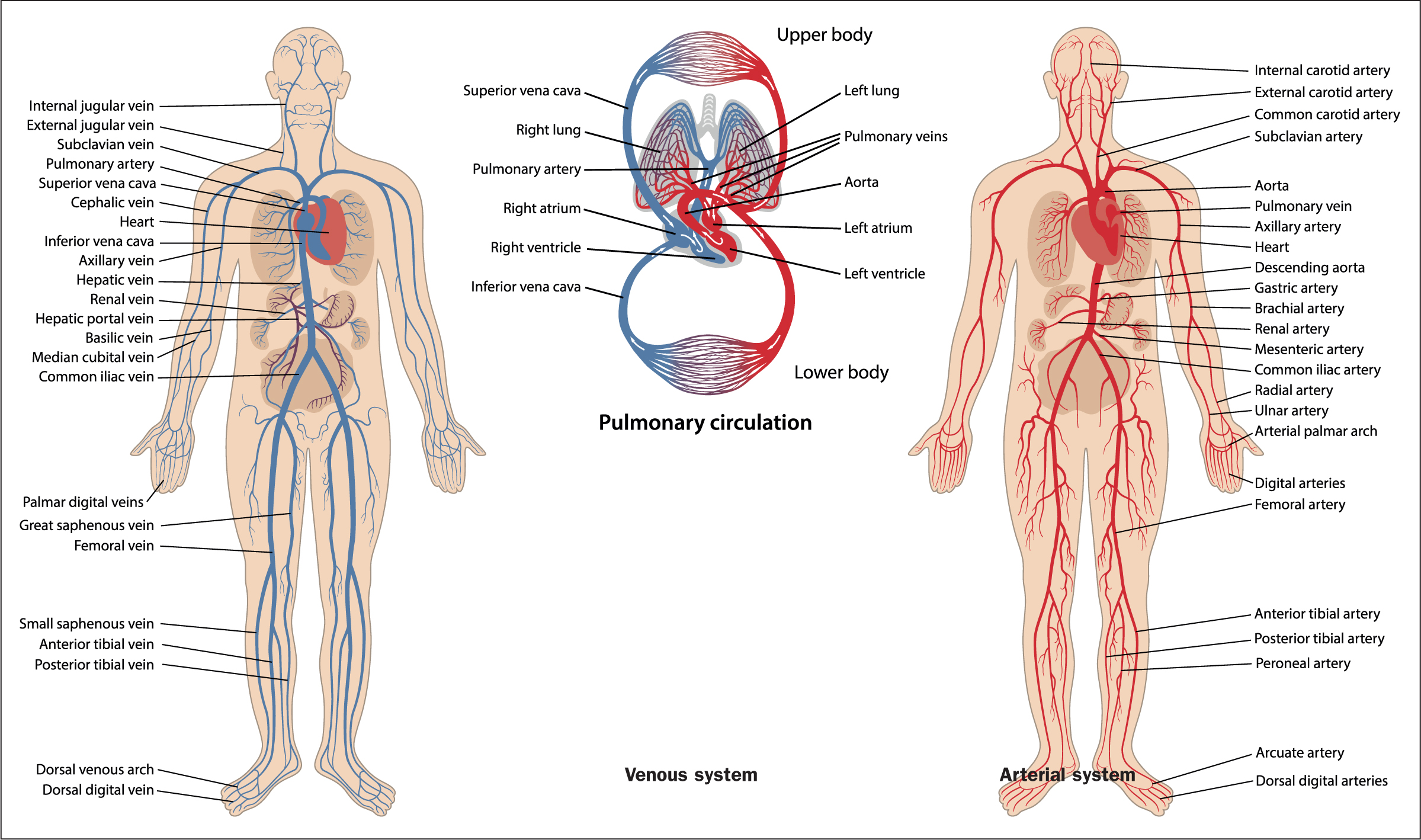 4 parts of the body impacted by high blood pressure - Vital Record