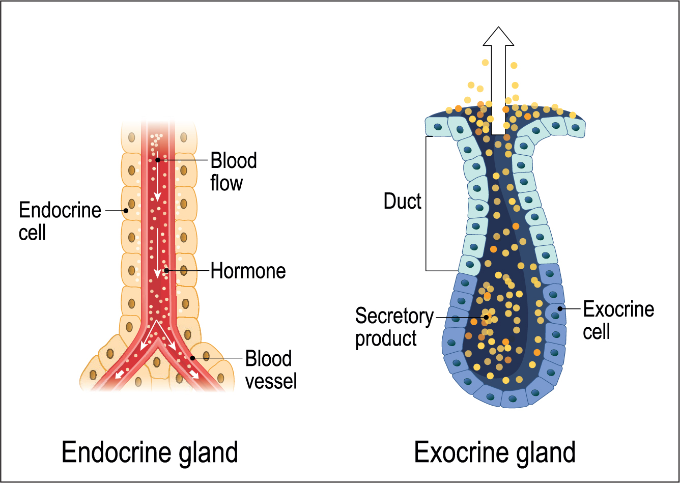 endocrine case study for nursing